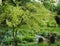 Caragana arborescens `Pendula` Tree