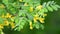Caragana arborescens or yellow acacia