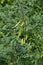 Caragana Tree, Yellow Acacia, Caragana Arborescens