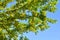 Caragana tree with yellow flowers.