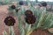 Caralluma speciosa cactus blooming, Omo valley, Ethiopia