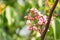 Carambola flower , star fruit flower