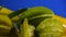 Carambola fruits in natural state on blurred background