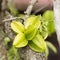 Carambola tree with fruits