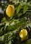 Carambola tree with fruits