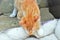 A caramel-colored kitten getting into the bed