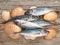 Carangidae fishes and seashells on the gray wooden board