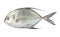 Carangoides fish or Longfin trevally is marine animal on white b