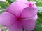 Caranthus roseus or better known as tapak dara or Madagascar periwinkle is a tropical plant with pink, purple, and white flowers