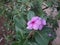 Caranthus roseus flowers bloom in beautiful pink color