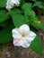 Caranthus roseus flowers have pink and white colors