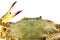 Carapace crab