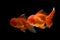 Carassius auratus goldfish Black background