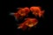 Carassius auratus goldfish Black background