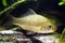 Carassius gibelio, prussian carp or gibel carp, wide-spread and very common wild freshwater fish, biotope aquarium