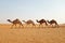 A caravan of Arabian camels walking in the desert of Riyadh, Saudi Arabia