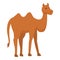 Caravan camel icon, cartoon style