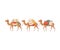 Caravan of Camels, Desert Animals Walking with Load, Side View Vector Illustration