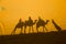 A caravan of camels. Desert in Morocco