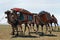 Caravan of camels in Mongolia