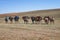 Caravan of camels in Mongolia