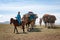 Caravan of camels in Mongolia