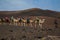 A caravan of camels of packs with riders