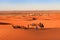 Caravan of camels , Sahara Desert, Morocco