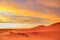 Caravan of camels with tourist in the desert at sunset against a