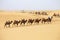Caravan of camels with tourists in The Kubuqi Desert
