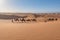 Caravan of camels walking in dunes