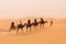 A caravan of camels walking through the Moroccan Sahara desert