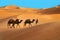 Caravan in desert