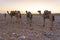 A caravan of dromedaries transporting salt guided by an Afar man in the Danakil Depression in Ethiopia