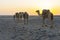 A caravan of dromedaries transporting salt guided by an Afar man in the Danakil Depression in Ethiopia