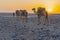 A caravan of dromedaries transporting salt guided by an Afar man in the Danakil Depression in Ethiopia