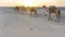 A caravan of dromedaries transporting salt guided by an Afar man in the Danakil Depression in Ethiopia