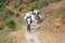 Caravan of laden mules follows the Himalayan path. Nepal, Himalaya