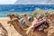 Caravan lying camels in desert of Egypt Dahab South Sinai