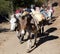 Caravan of mules with goods - Western Nepal