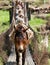 Caravan of mules on rope hanging suspension bridge