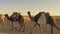 Caravan of nomads in tunisian sahara desert