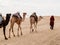 Caravan in the sahara desert at sunset moves away to the horizon