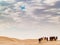 Caravan in the sahara desert at sunset moves away to the horizon