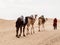 Caravan in the sahara desert at sunset moves away to the horizon