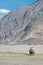 Caravan travellers riding camels in Nubra Valley