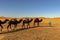 A caravan walking through the golden sand dunes of near Merzouga in Morocco, Sahara, Africa