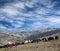 Caravan of yaks in Dolpo, Nepal, Himalayas