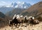Caravan of yaks going to Everest base camp