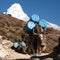 Caravan of yaks with goods